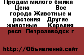 Продам милого ёжика › Цена ­ 10 000 - Все города Животные и растения » Другие животные   . Карелия респ.,Петрозаводск г.